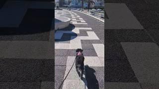 Miniature Schnauzer Showing How It's Done!