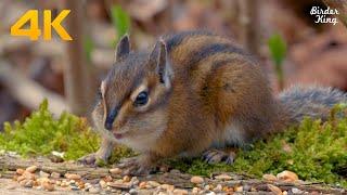 Cat and Dog TV: The ultimate cute chipmunks and squirrels eating(4K)