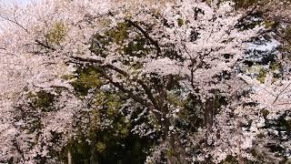 Cherry Blossoms, the petals are falling - ZenOto - for a 12-minute Zen meditation