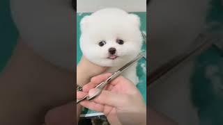 How to make a candyfloss? #fyp #cutedog #dog #cute #pet #smilecarehealth #monggoq