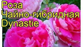 Роза чайно-гибридная Династия. Краткий обзор, описание характеристик, где купить саженцы Dynastie