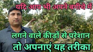 अपनी फसलों को कीड़ों से बचाने का यह है सबसे आसान तरीका
