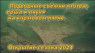 Подводные съёмки плотвы, ерша и окуня на кормовом пятне  Открытие сезона 2024