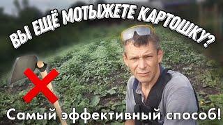 Прополка КАРТОШКИ Самый Простой и Быстрый Способ. Сотка за 10 минут.