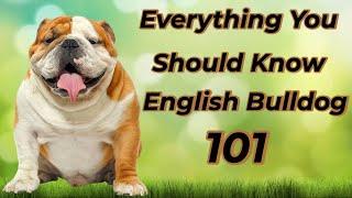 English Bulldog 101: Is It Right For You?