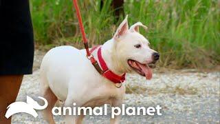 A Hurricane Katrina Dog Finds Loving Family  | Pit Bulls and Parolees | Animal Planet