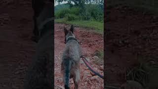 Train Your Dog For Hiking #shorts #dog #belgianmalinois
