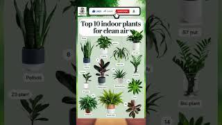 top 10 indoor air purifier plants #plants #viral #shorts #planttips #gardenplants #garden #gardening