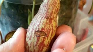 Nepenthes. Срезаю кувшины Непентеса. Нужно ли срезать кувшины?