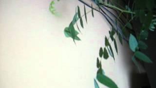 Averrhoa carambola moving its leaves