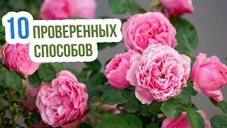 Чем подкормить розы в августе - ЭТО ВАЖНО ЗНАТЬ! Самые ЭФФЕКТИВНЫЕ удобрения для роз