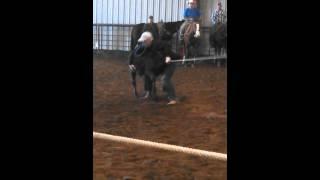 Bristow Showdown
