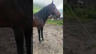 Karachay Horses #shorts