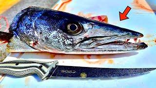 GREAT BARRACUDA! [Catch, Clean, Cook] *EPIC RESULTS*