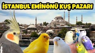 İSTANBUL EMİNÖNÜ KUŞ PAZARI , MUHABBET KUŞU FİYATLARI (2024) Yeni #birds #muhabbetkuşu #fiyatlar