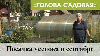 Голова садовая - Посадка чеснока в сентябре