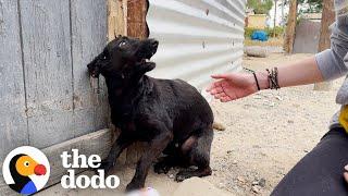 Senior Dog Who Was Left Behind Gets All The Toys She Wants | The Dodo