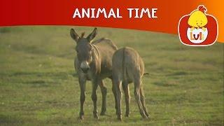 Animal Time | Cartoon for Children - Luli TV