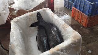 Earn Rs 5000 Daily | Katla Fish Business | Fish Business | Fish Export #fishbusiness  #fishbusiness