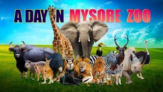 A Day At Mysore Zoo 2023 | Full HD | Mysuru Mrugalaya | Sri Chamarajendra Zoological Gardens |Mysore