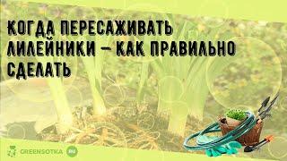 Когда пересаживать лилейники — как правильно сделать