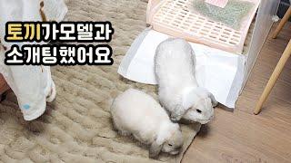 The world's first rabbit blind date