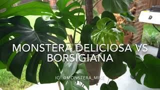 Monstera Deliciosa vs Monstera Borsigiana