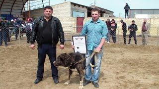 Легендарный Пират, 4-х кратный Чемпион! Награждение финал-2013г.