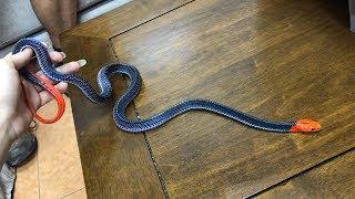 Red Headed Krait (Bungarus flaviceps) takes a stroll on my lap