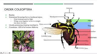 Insect Identification Webinar