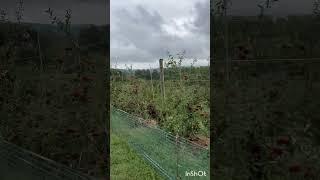 #B.J.Reece_orchard #applepicking #atalanta #upickfarm #sweetapple