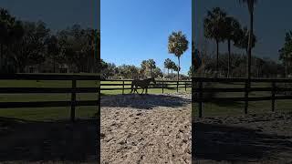 Good Morning!  #apbeauregard #goodmorning #equestrians #horses #behappy #blackhorse #happyhorse