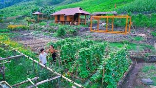 Farm life develops - Harvesting grapes, apples, oranges to sell at market, gardening vegetables