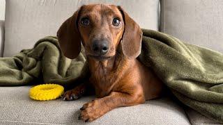 Mini dachshund's guide to a relaxing morning