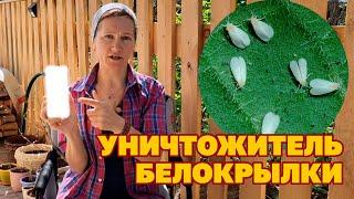 БЕЛОКРЫЛКА ИСЧЕЗНЕТ В ТЕПЛИЦЕ /БЕЛОКРЫЛКА НА КОМНАТНЫХ ЦВЕТАХ МЕТОД БОРЬБЫ  @obovsemsmarusya