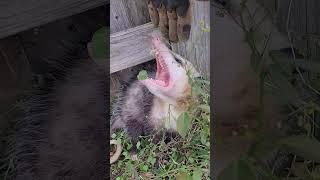 Opossum Removal