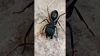 Angry ant  #viral #shorts #ytshorts