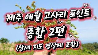 제주도 애월읍 고사리 포인트 문삼춘과 이작가가 다 알려줌! 제주 애월 대물 고사리밭 100만 평 이상 싹 공개! 상세 지도 영상에 포함 #제주 #jeju #travel #korea