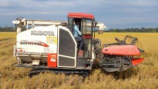 Combine harvester /ধান মৰা মেচিন/মৰণা মৰা যন্ত্ৰ/harvesting paddy in field /mini harvesting machine