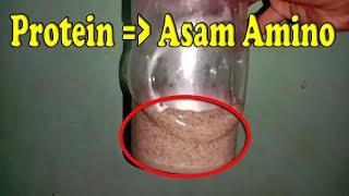 (Part #1) Proses pemecahan protein menjadi asam amino menggunakan enzim untuk umpan ikan mas