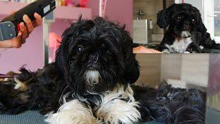 Amazing Transformation - Puppy Grooming Shih Tzu