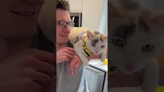 #cats #funnyanimals #indooroutdoorkat