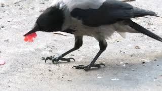 Кормим ворон колбасой и мясом (We feed the Crows with Sausages and Meat)