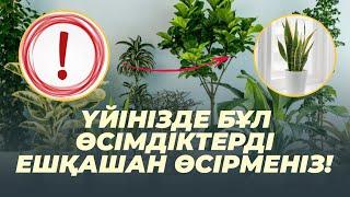 ҮЙДЕ ҰСТАУҒА БОЛМАЙТЫН ЕҢ УЛЫ 10 ӨСІМДІК #гүлдер #улы