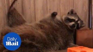 Lazy raccoon can't be bothered to get up while he has a snack - Daily Mail