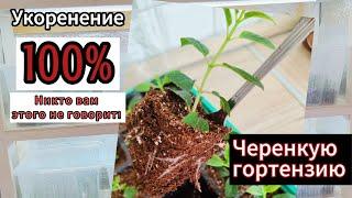 Черенкую гортензию. Корни 100%. Никто вам этого не говорил! тгк: @ksushavsady #гортензии #сад