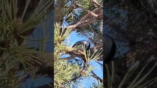 Ambitious Chickadee | Wild Alberta | #chickadee #pinecones