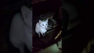 Pussy Cat Eating Pancit Canton