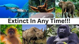 Endangered Animals!!!Which animal will extinct from our Earth?Animals will vanished from the World!!