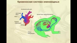 Кровеносная система земноводных  Биология